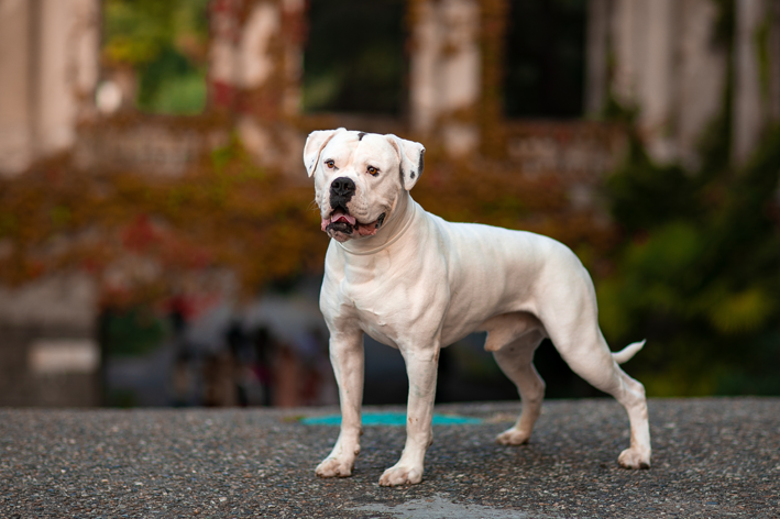 Bulldog Americano branco