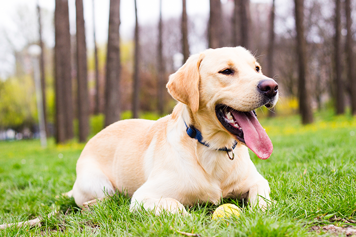 Labrador é um cachorro grande