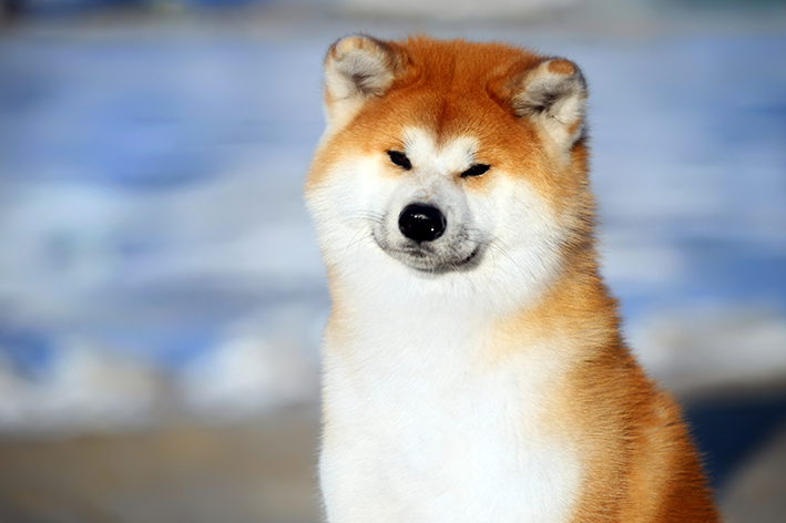 Akita Inu