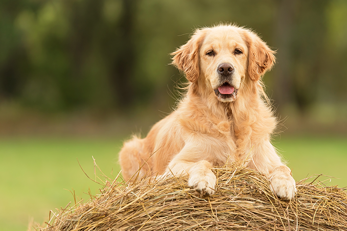 Golden Retriever é um cachorro grande e fofo