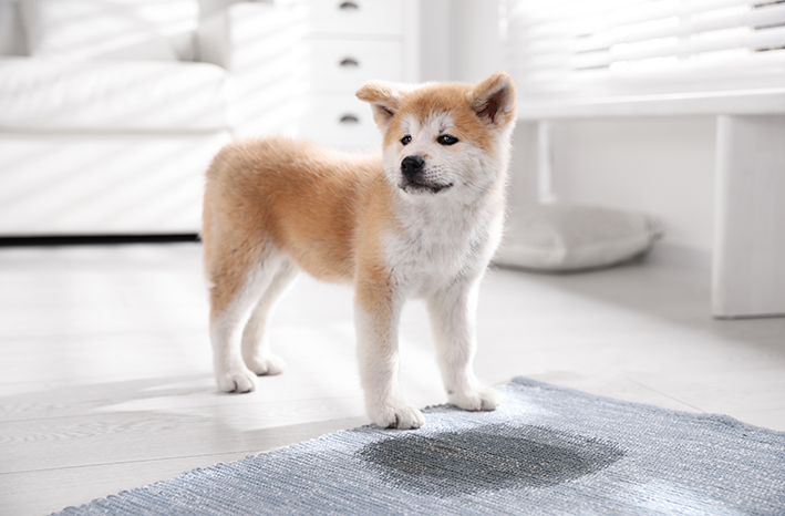 O que passar no chão para o cachorro não urinar?
