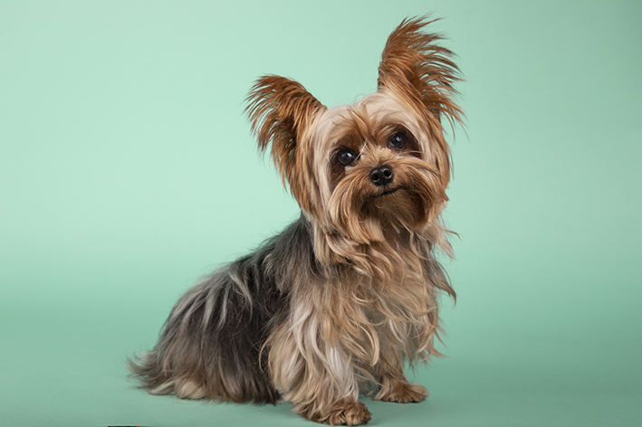 raça yorkshire cachorro pequeno que não cresce