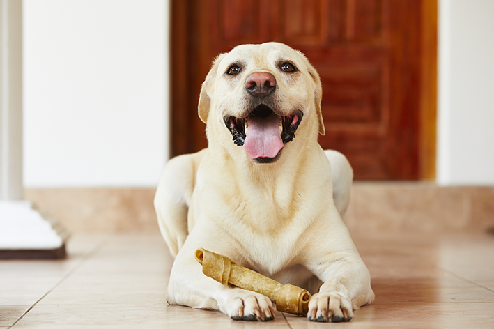 Cachorro brincando com ossinho