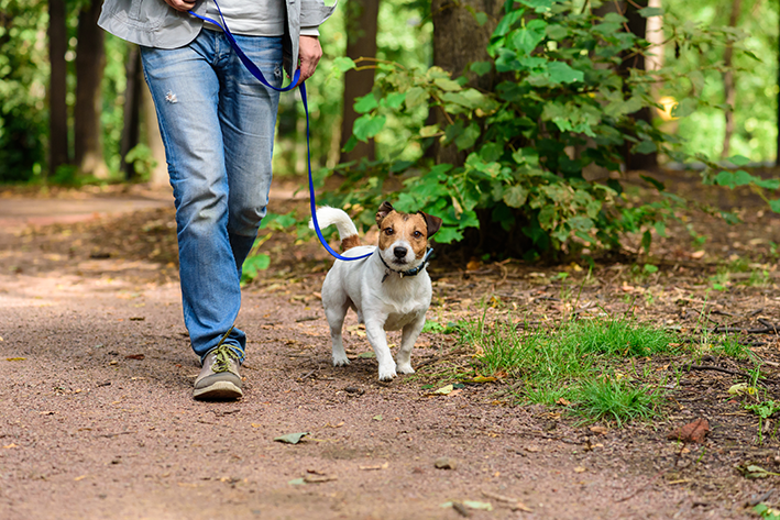 Cachorro passeando com o dono em um parque