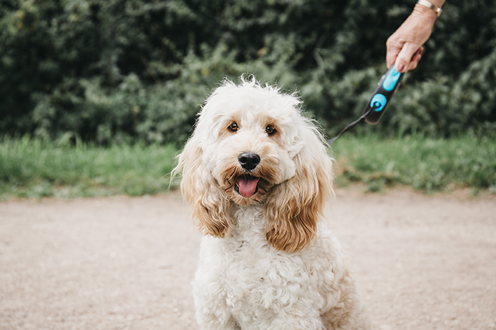 cockapoo