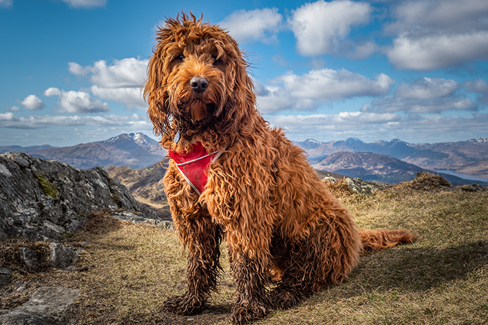 cachorro mestiço