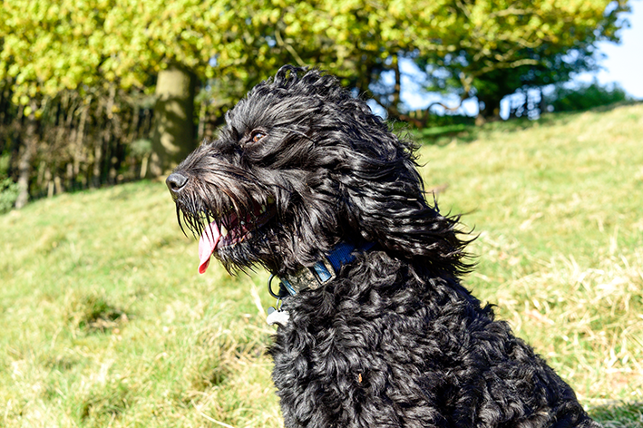 híbrido poodle e cocker