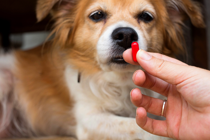 cachorro tomando remédio