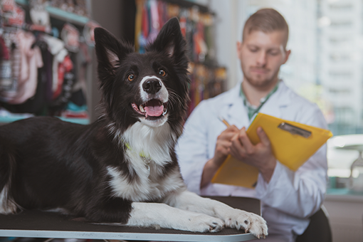 veterinário examinando doença hepática em cães