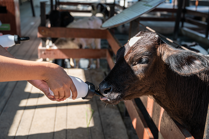 quais são os animais domésticos do campo