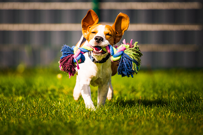 cachorro brincando