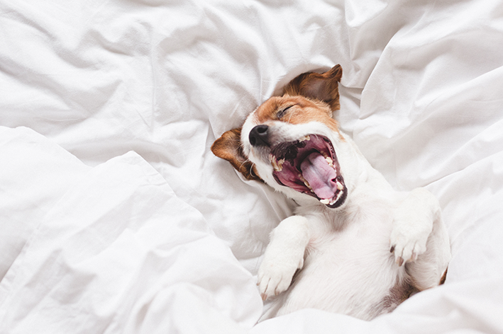 cachorro feliz