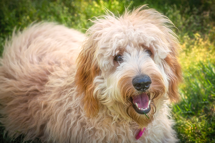 goldendoodle