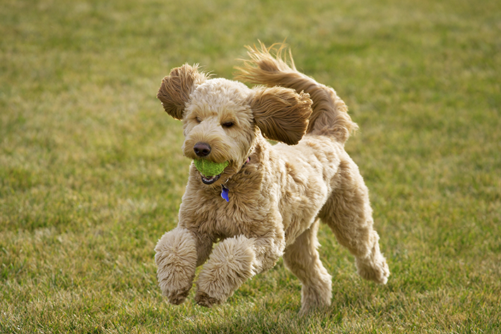 goldendoodle brincando