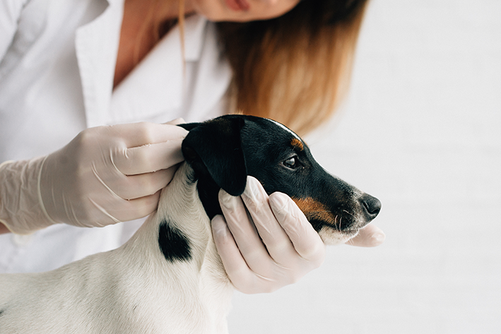 dicas para limpar o ouvido do cachorro