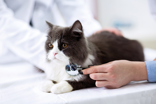 um gato com lipidose hepatica felina