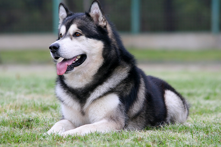 malamute do alaska