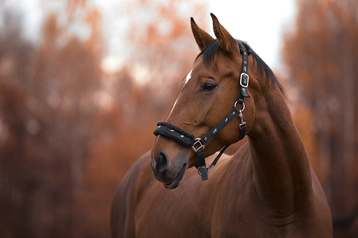 cavalo com nome famoso