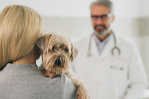 tutor fazendo consulta para ver cardiopatia em cães