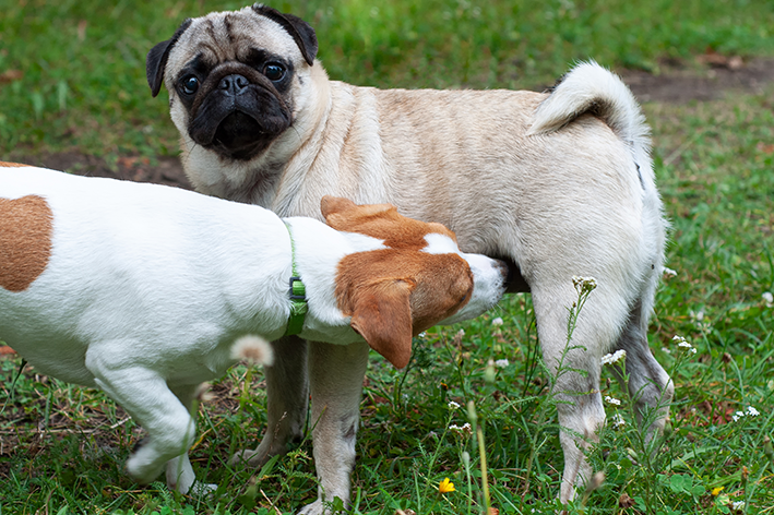 o que é cio de cachorro