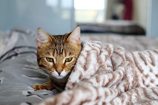 gato sendo examinado para lipidose hepatica felina