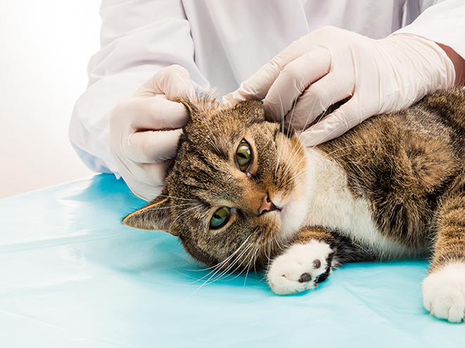 Profissional com luvas higienizando orelha do gato