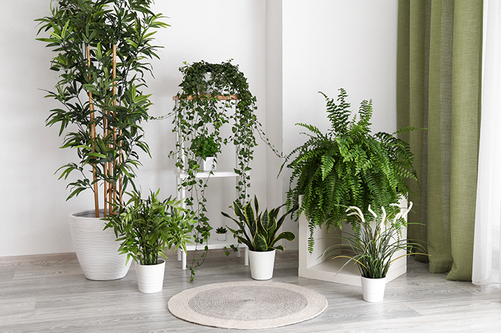 Decoração com planta de sombra