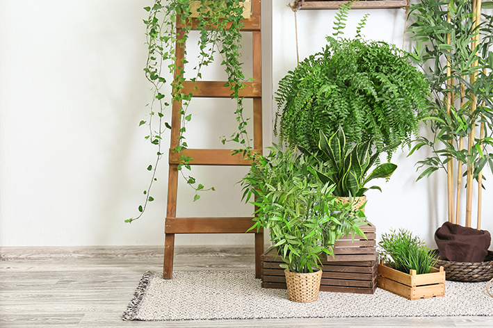 Espécies de plantas para apartamento