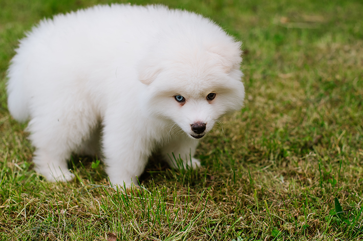 Pomsky branco