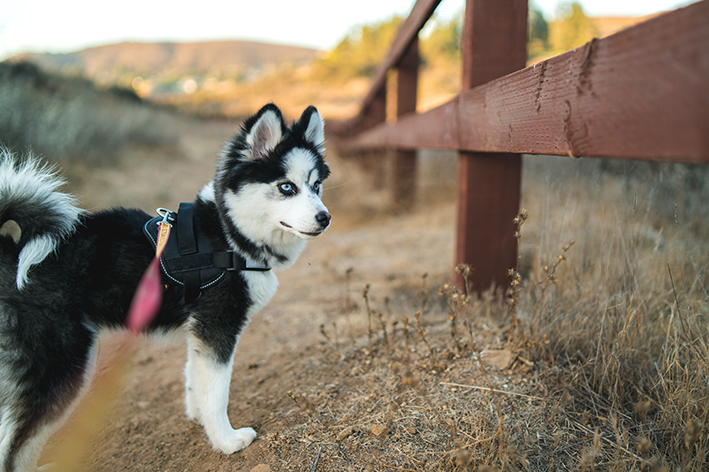 cachorro da pomsky