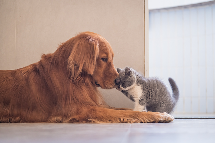 foto de quais são os animais domésticos