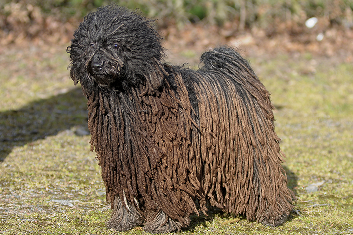 cachorro de raça puli