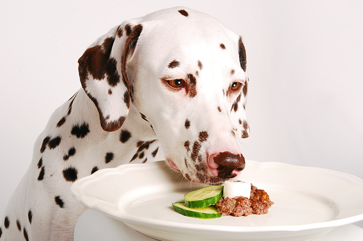 cachorro comendo