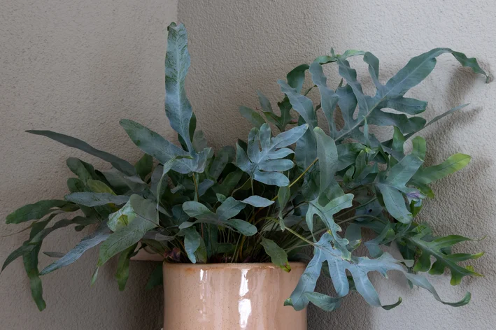 vaso com planta do amazonas