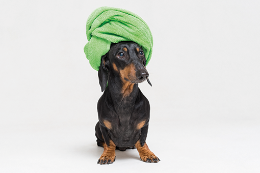 cachorro depois de usar shampoo a seco