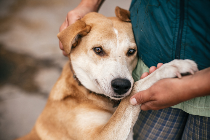 como é a visão de um cachorro