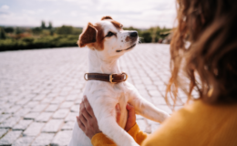 Como os cachorro enxergam? Descubra! 1