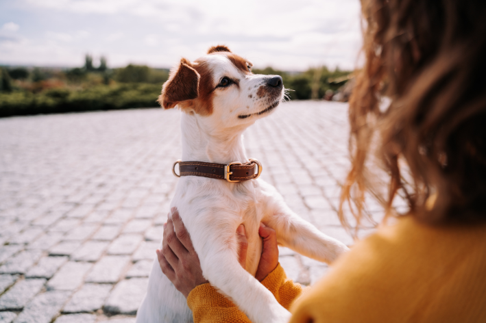 Como os cachorros enxergam