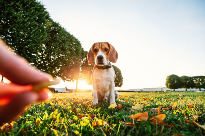 cachorro brincando em parque