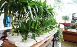 bambu-da-sorte em decoração de casa