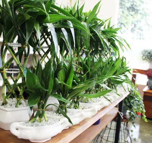 bambu-da-sorte em decoração de casa
