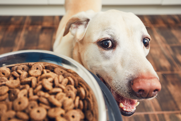 Comedouro lento é bom para cães ansiosos