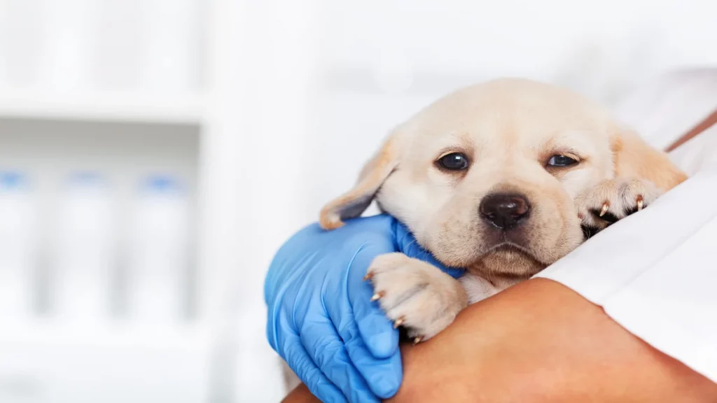 Doença do carrapato: veterinária responde as principais dúvidas 1