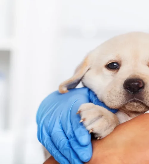 Doença do carrapato: veterinária responde as principais dúvidas 1