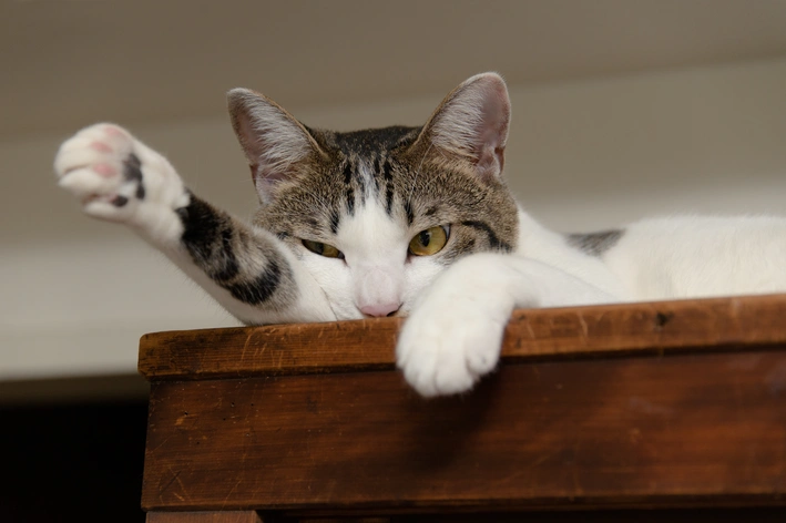 gato triste e não quer comer