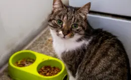 Gato não quer comer olhando para a câmera próximo ao comedouro, em ambiente interno.