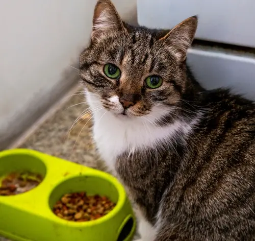 Gato não quer comer olhando para a câmera próximo ao comedouro, em ambiente interno.