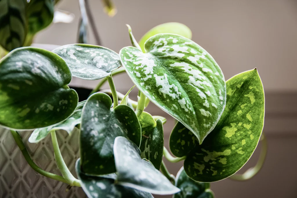 planta jibóia é tóxica