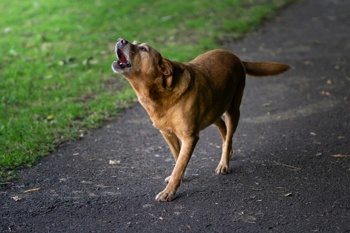 cão marrom uivando
