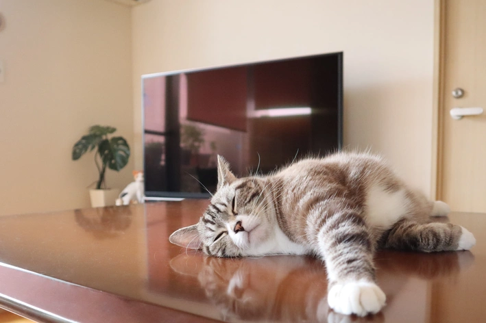 Gato deitado relaxado em uma mesa de madeira, com olhos fechados, transmitindo tranquilidade, ao lado de uma televisão e uma planta, ambiente de casa